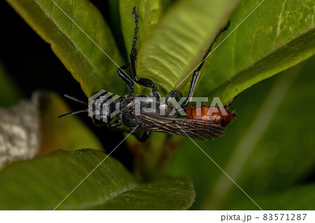 Adult Thread-waisted Wasp 83571287