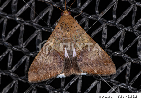Adult Fasciolated Graphic Moth Adult Fasciolated Graphic Moth 83571312