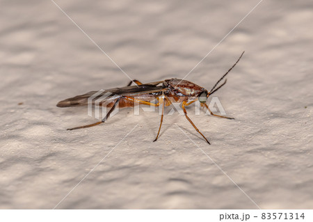 Adult Biting Midge Adult Biting Midge 83571314