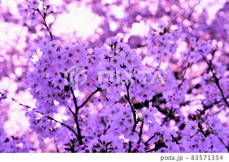 晴れた春の日の桜 83571354