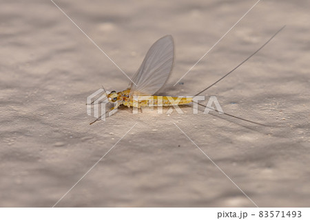 Adult Female Mayfly Adult Female Mayfly 83571493