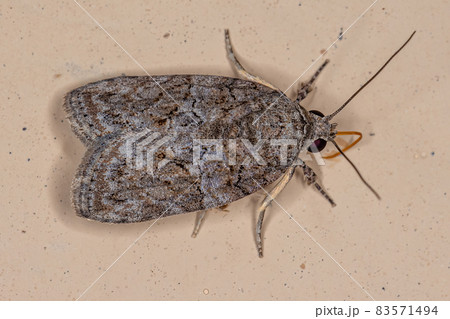 Adult Black-olive Caterpillar Moth Adult Black-olive Caterpillar Moth 83571494