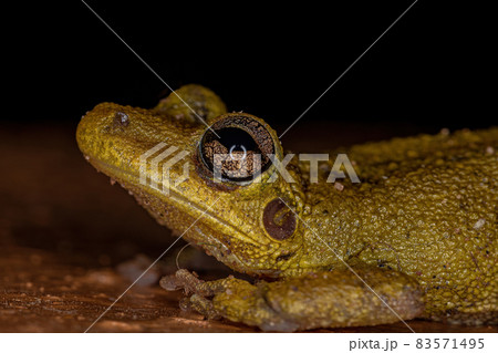 Fuscous-blotched Snouted Tree Frog Fuscous-blotched Snouted Tree Frog 83571495