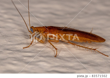 Adult Wood Cockroach Adult Wood Cockroach 83571502