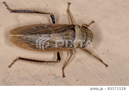 Adult Typical Leafhopper 83571528