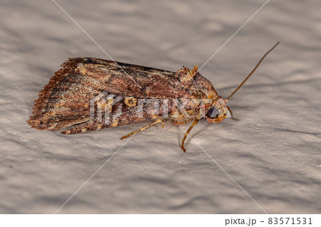 Adult Cutworm Moth Adult Cutworm Moth 83571531
