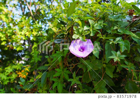 琉球あさがお 琉球あさがお 83571978