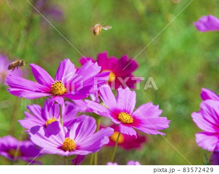 秋風に揺れるコスモスと蜂達 83572429