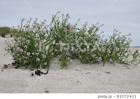 Flowering plant at the sandy beach during day time 83572431