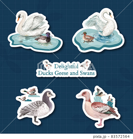 Sticker Template With Duck And Swan のイラスト素材