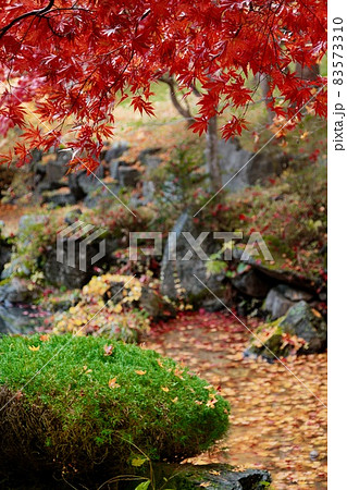 紅葉風景（公園の朝） 83573310
