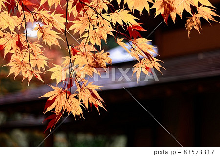 紅葉風景（公園の朝） 83573317