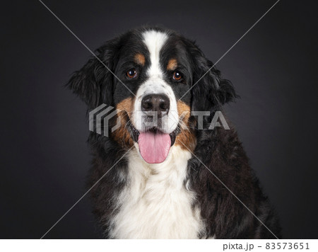 Berner Sennen dog on black background Berner Sennen dog on black background 83573651