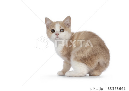 Manx cat kitten on white background Manx cat kitten on white background 83573661