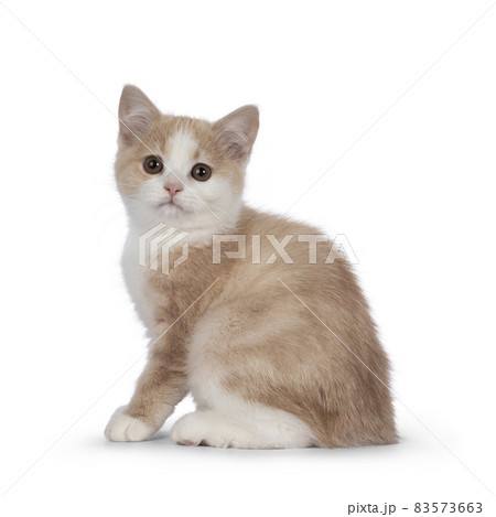 Manx cat kitten on white background Manx cat kitten on white background 83573663
