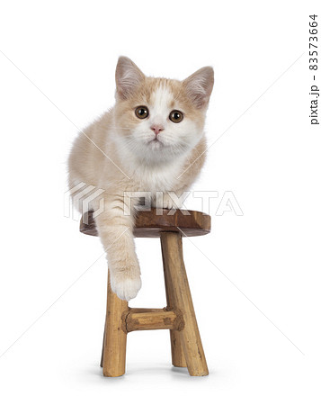 Manx cat kitten on white background Manx cat kitten on white background 83573664