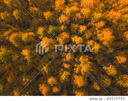 Larch Forest in Autumn. Aerial Top-Down View Larch Forest in Autumn. Aerial Top-Down View 83573734