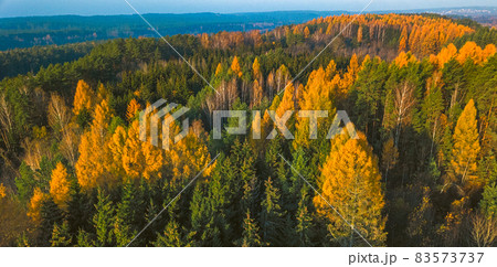 Larch Forest in Autumn. Aerial Top-Down View Larch Forest in Autumn. Aerial Top-Down View 83573737