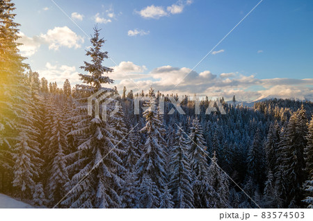 Aerial winter landscape with spruse trees of snow covered forest in cold mountains in the evening. 83574503