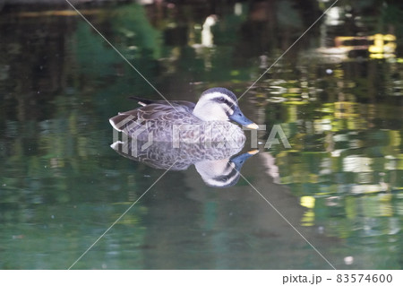 カルガモ カルガモ 83574600