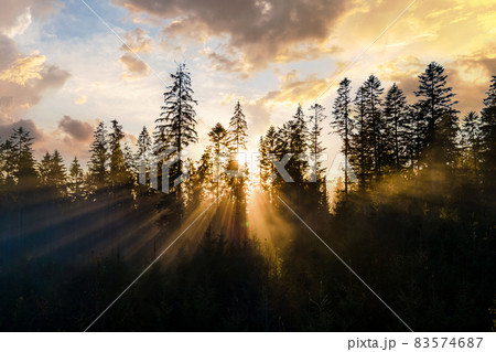 Aerial view of dark green pine trees in spruce forest with sunrise rays shining through branches in foggy autumn mountains. Aerial view of dark green pine trees in spruce forest with sunrise rays shining through branches in foggy autumn mountains. 83574687
