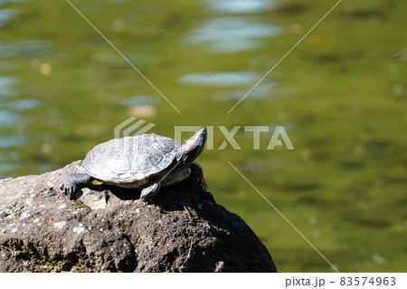 ミシシッピアカミミガメ 83574963
