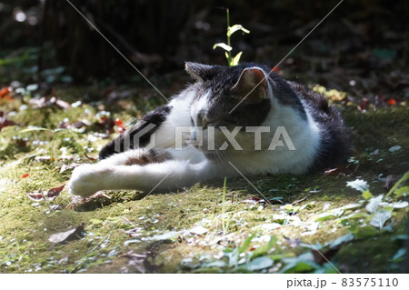 毛づくろいをする三毛猫 毛づくろいをする三毛猫 83575110