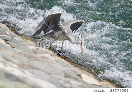 アオサギ 83575591