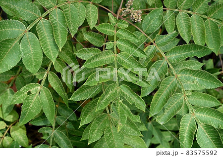 ヌルデの葉 83575592