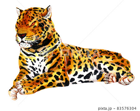 手描き動物図鑑 ジャガーのイラスト素材