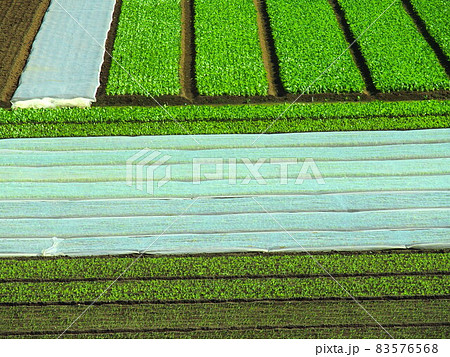 江戸川土手から見る秋の朝の小松菜畑とほうれん草畑 83576568