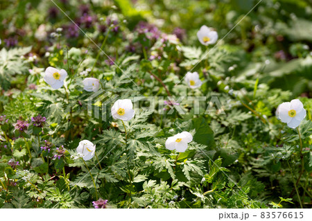 春の森に咲く可憐な白い花 83576615