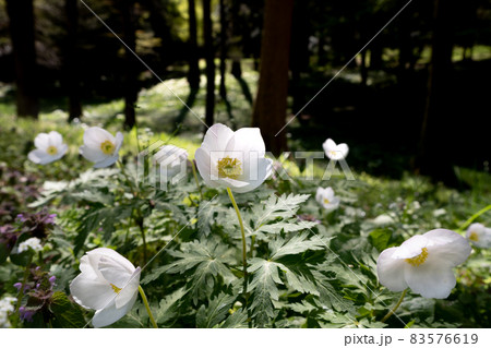 春の森に咲く可憐な白い花 83576619