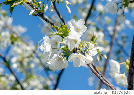 桜の花が咲く春のイメージ 83576620