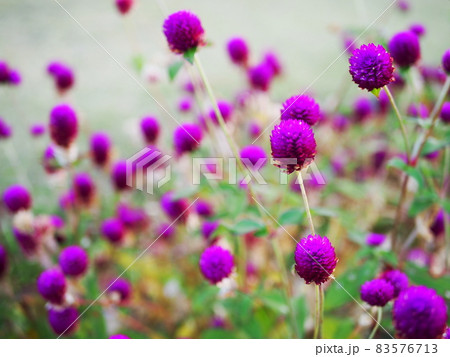 紫のエキノプスの花 83576713
