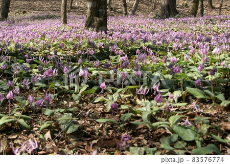 カタクリの花 カタクリの花 83576774