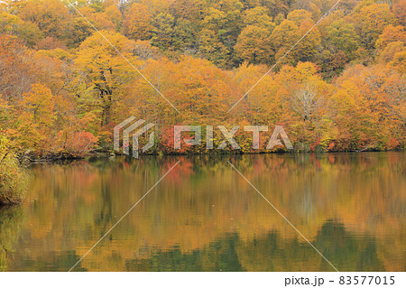 紅葉真っ盛りの鎌池 83577015