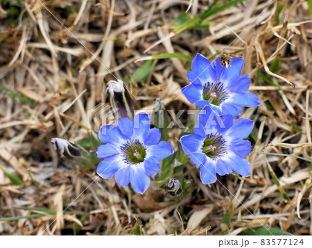 阿蘇のハルリンドウ　（Gentiana thunbergii） 83577124