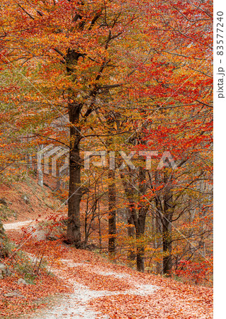 Red forest in autumn at Colle del Melogno, Italy. Red forest in autumn at Colle del Melogno, Italy. 83577240