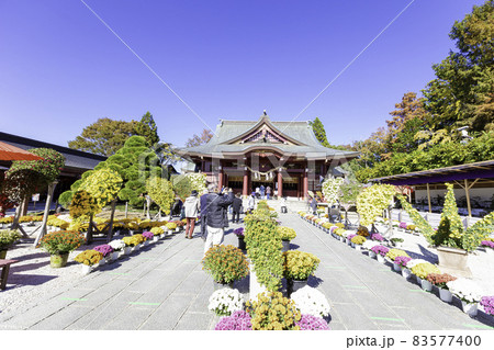 秋の菊まつりの笠間稲荷神社 83577400