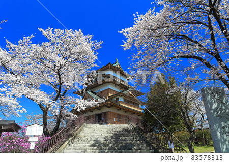 【長野県】晴天下の高島城と満開の桜 【長野県】晴天下の高島城と満開の桜 83578313