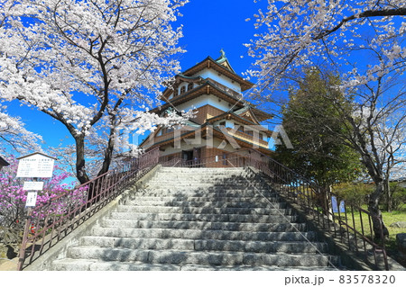 【長野県】晴天下の高島城と満開の桜 【長野県】晴天下の高島城と満開の桜 83578320