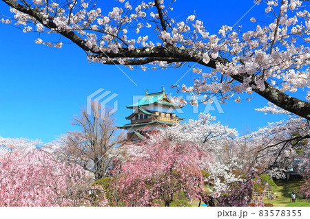 【長野県】晴天下の高島城と満開の桜 83578355