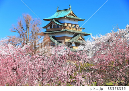 【長野県】晴天下の高島城と満開の桜 【長野県】晴天下の高島城と満開の桜 83578356