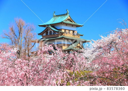 【長野県】晴天下の高島城と満開の桜 【長野県】晴天下の高島城と満開の桜 83578360