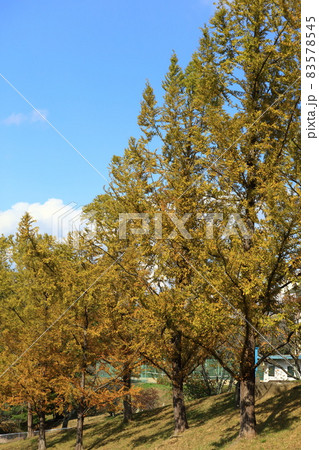 メタセコイアの黄葉と青空 83578545