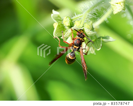 コアシナガバチ 83578747