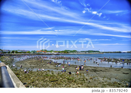 【神奈川】八景島周辺の潮干狩りの風景 【神奈川】八景島周辺の潮干狩りの風景 83579240