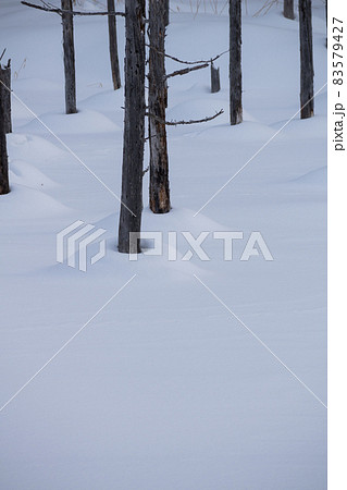 雪に覆われた青い池 美瑛町 雪に覆われた青い池 美瑛町 83579427