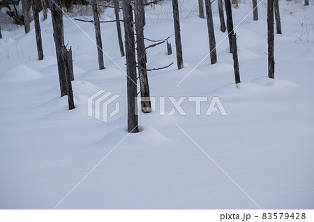 雪に覆われた青い池　美瑛町 83579428